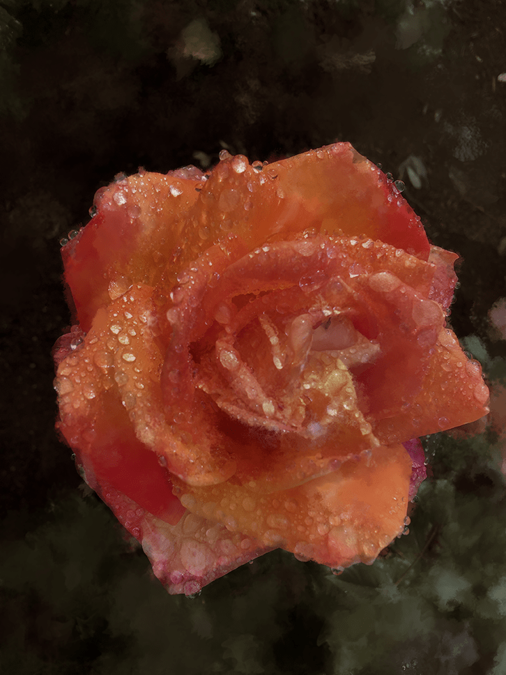 Rose on Pacific Palisades after the rain