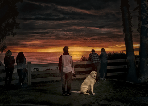 Everybody watching the sunset except a dog turning to look at me and my camera